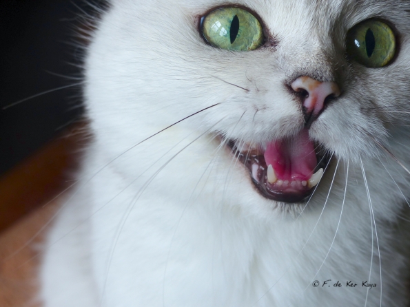 Yanis singing with me